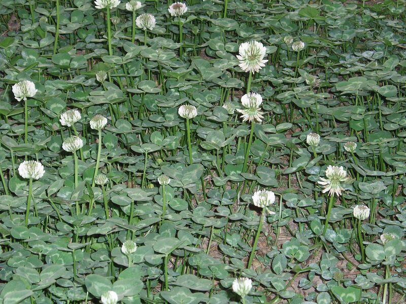 File:1280px-TrifoliumRepensFlowers2.jpg