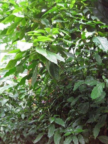 File:576px-IMG 1162 bbg09.jpg