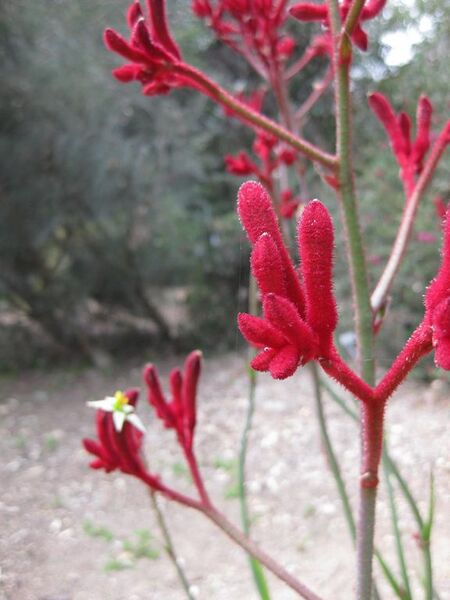 File:576px-IMG 4506 hunt0904.jpg