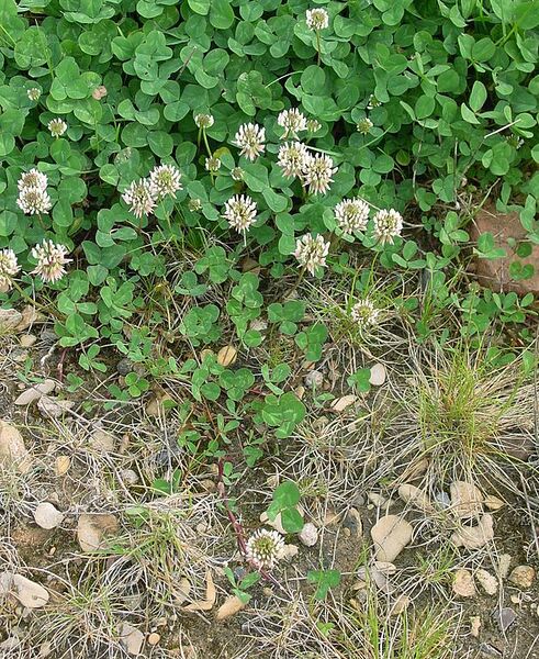 File:628px-Trifolium repens IP.jpg