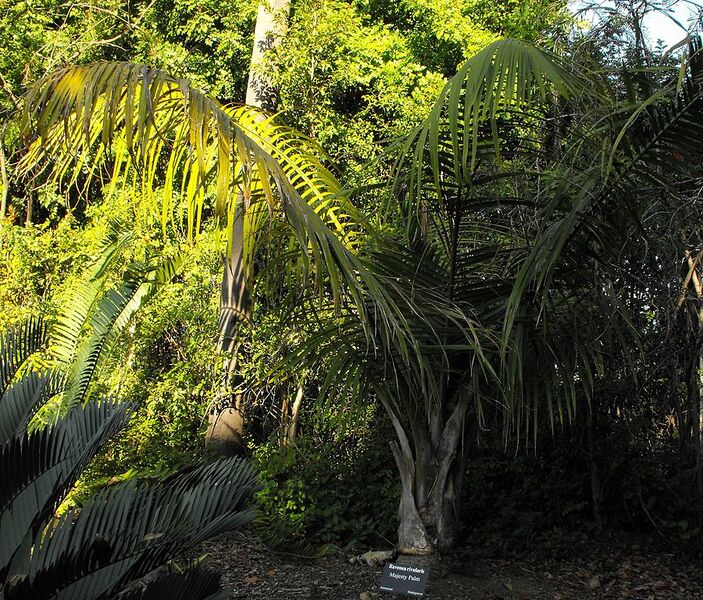 File:900px-Ravenearivularis.jpg