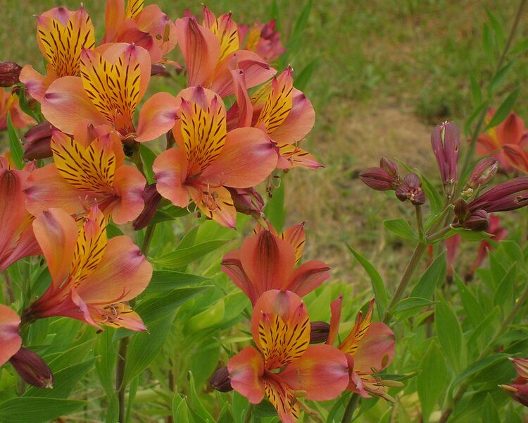 File:960px-Alstroemeria-6742.jpg