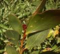 Thumbnail for version as of 09:09, 29 April 2025