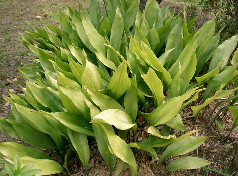 File:Aspidistra elatior1.jpg