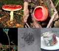 Thumbnail for version as of 06:15, 22 June 2007