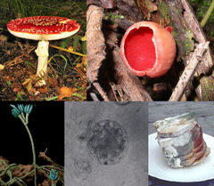 Clockwise from top left: Amanita muscaria, a basidiomycete; Sarcoscypha coccinea, an ascomycete; black bread mold, a zygomycete; a chytrid; a Penicillium conidiophore.