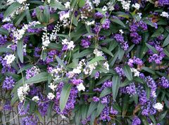 Hardenbergia violacea