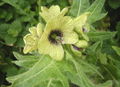 Thumbnail for version as of 14:57, 17 May 2007