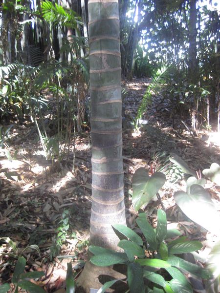 File:IMG 2052 hunt0903.jpg