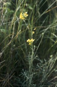 Coincya monensis monensis