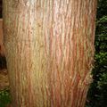 Bark