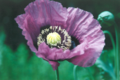 Close up view of a poppy bloom (and buds in the background). Papaver Somniferum. See Opium Poppy.