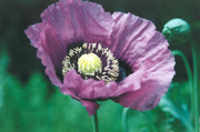 Close up view of a poppy bloom (and buds in the background). Papaver somniferum.