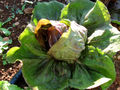 Thumbnail for version as of 08:34, 2 July 2007