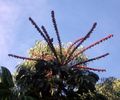 Rainbow Lorikeets feeding on Umbrella Tree