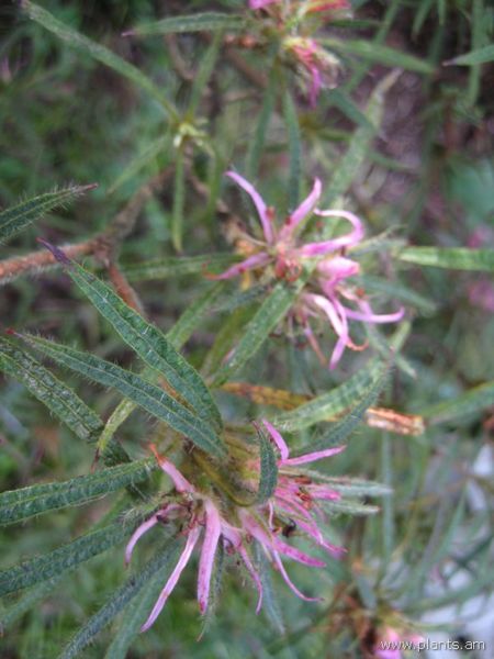 File:Rhododendron linearifolium-IMG 7607 sfbg0308.jpg