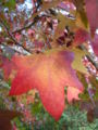 Liquidambar styraciflua foliage