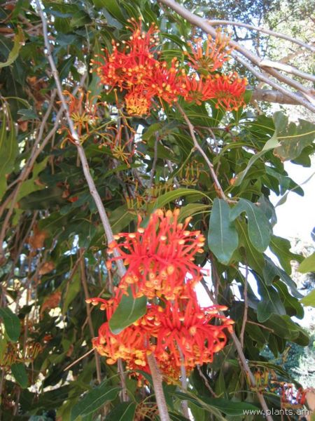 File:Stenocarpus sinuatus-IMG 0814 hunt07.jpg