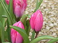 Thumbnail for version as of 09:08, 29 April 2025