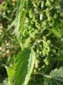 Thumbnail for version as of 11:26, 6 May 2007
