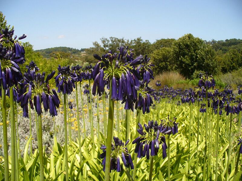 File:1024px-Agapanthus inapertus.jpg