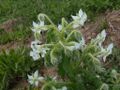 Thumbnail for version as of 09:02, 29 April 2025