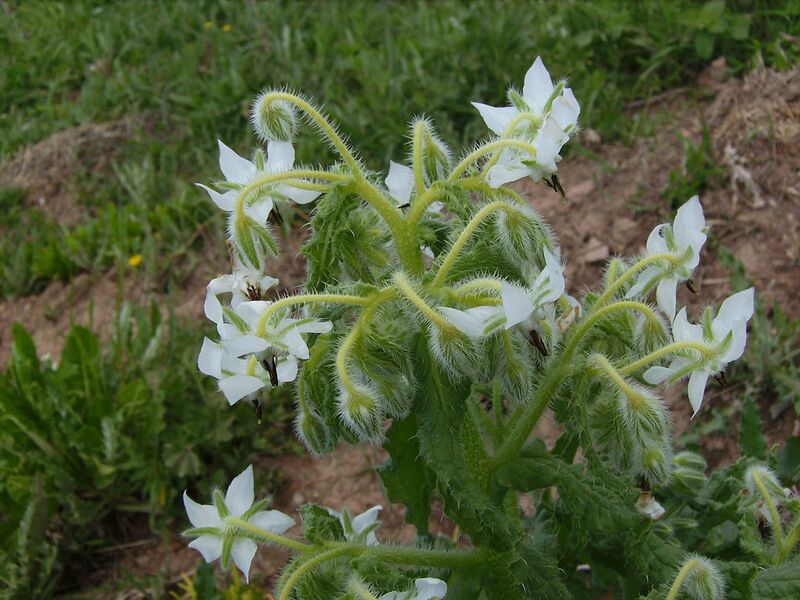 File:1024px-Borago officinalis white flower.jpg