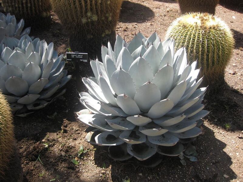 File:1024px-IMG 2220 hunt0903.jpg