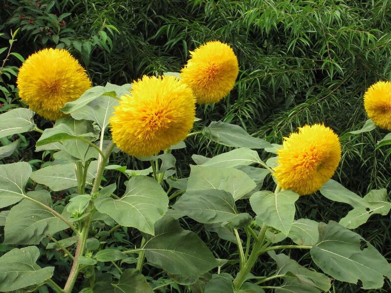 File:1280px-IMG 0780 bbg09.jpg