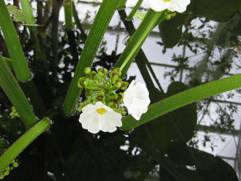 File:1280px-IMG 1013 bbg09.jpg