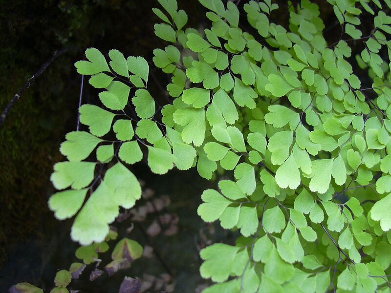 File:1280px-Starr 030807-0143 Adiantum raddianum.jpg