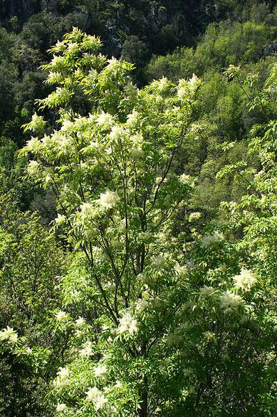 File:511px-Fraxinus ornus JPG2.jpg