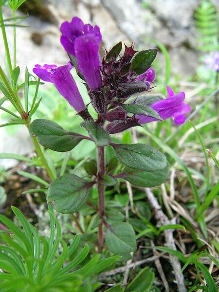 File:576px-Acinus alpinus.jpg