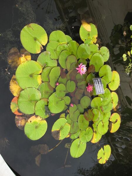 File:576px-IMG 0762 bbg09.jpg