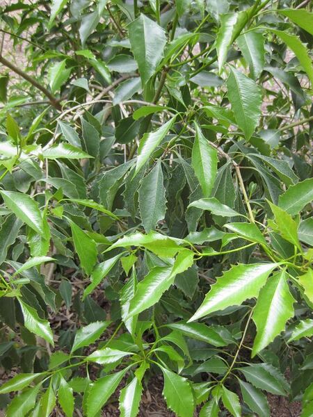 File:576px-IMG 4709 hunt0904.jpg