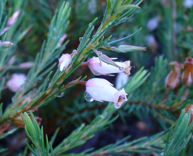 File:954px-Erica georgica.JPG