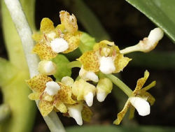 Acampe rigida