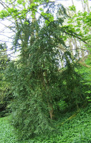 Common Box (Buxus sempervirens)