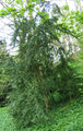 Thumbnail for version as of 10:31, 12 June 2007