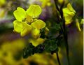 Cytisus sessilifolius