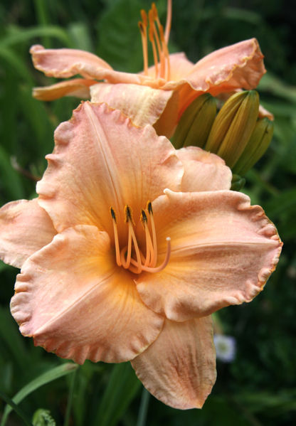 File:Daylilys-3862.jpg