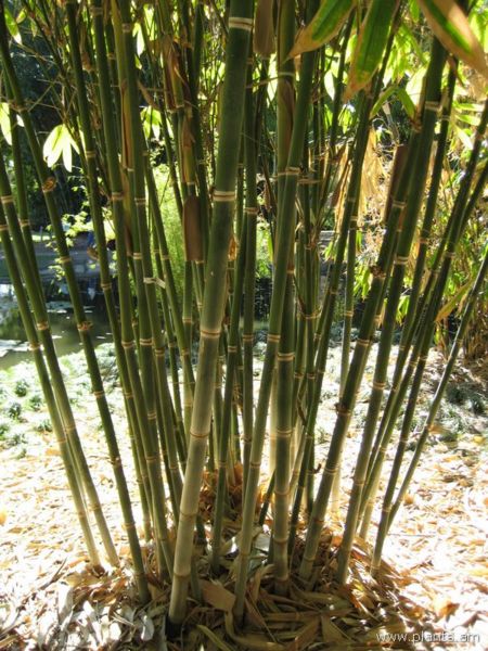 File:Dendrocalamus brandesii-IMG 0584 hunt07.jpg