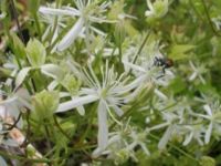 Clematis recta in New Delhi
