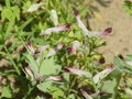 Fumaria capreolata