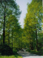 Avenue on Mainau Island (Lake Constance, Germany)