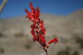 Closeup of ocotillo flowers. Taken in Anza-Borrego Desert State Park