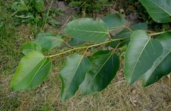 Western Balsam Poplar foliage