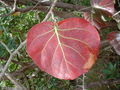 Thumbnail for version as of 16:11, 15 October 2007