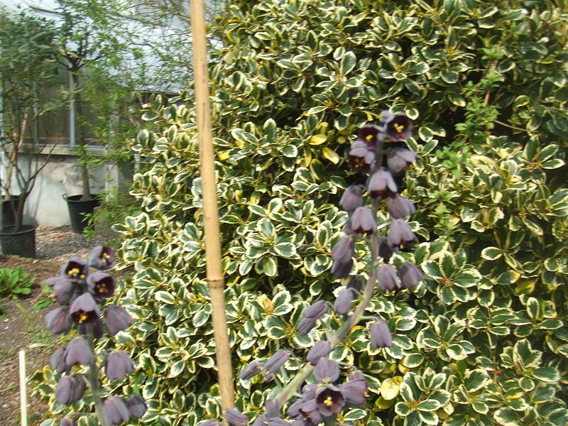 File:1024px-Fritillaria persica1.jpg