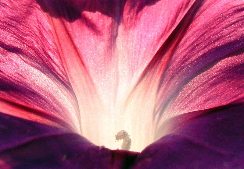File:1024px-MorningGlory-Pink-1.jpg